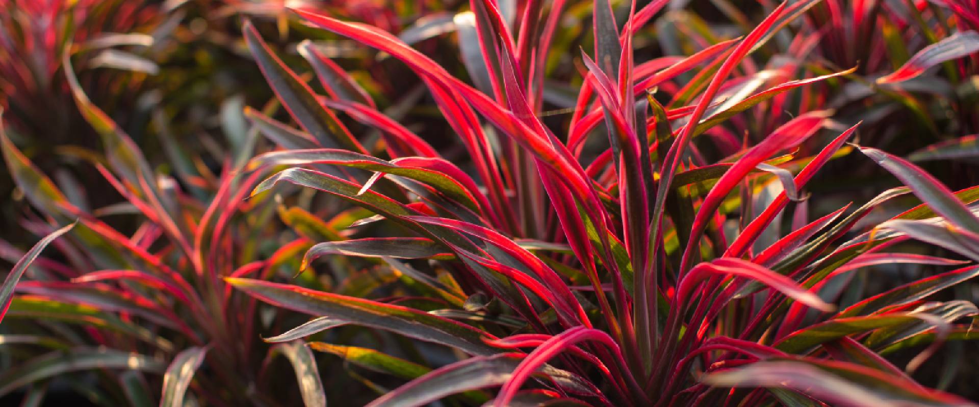 Cordyline poisonous cheap to dogs